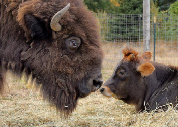 Instagram | @lighthousefarmsanctuary