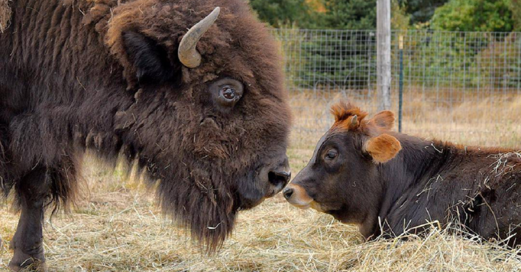 Instagram | @lighthousefarmsanctuary