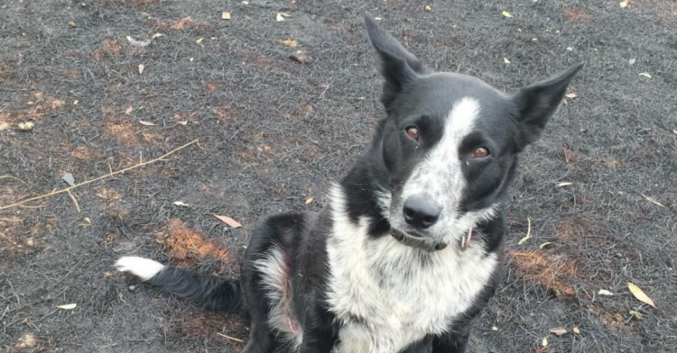 Instagram | @patsythecorryongwonderdog
