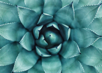 Unsplash