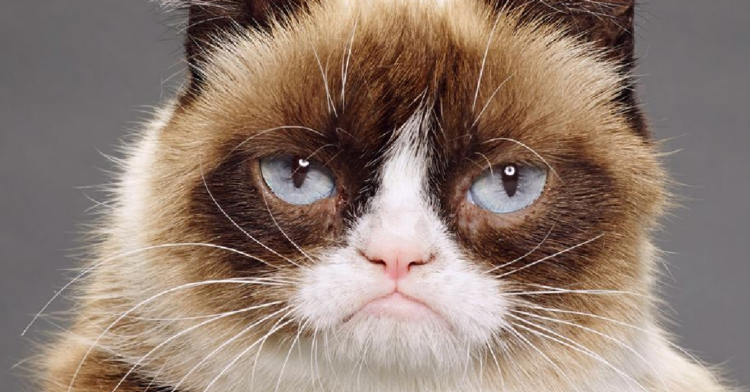Facebook | The Official Grumpy Cat