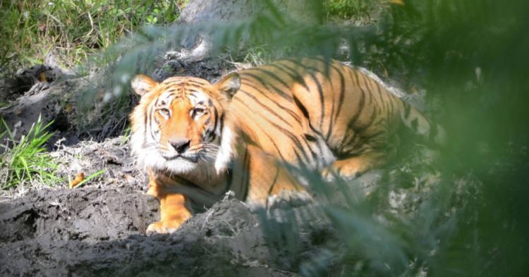 Facebook | Ranthambore National Park