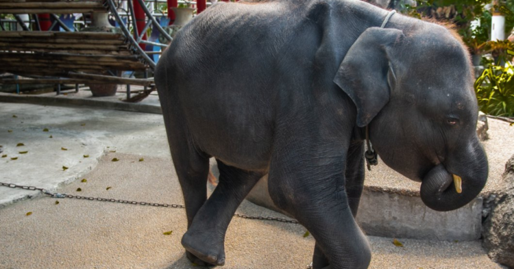 Facebook | Moving Animals