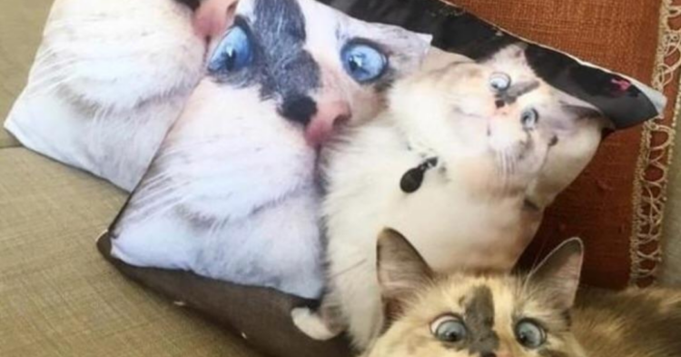 Reddit | ythttfyjjmrhjghjfhgh