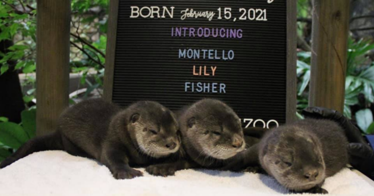 Facebook | Henry Vilas Zoo