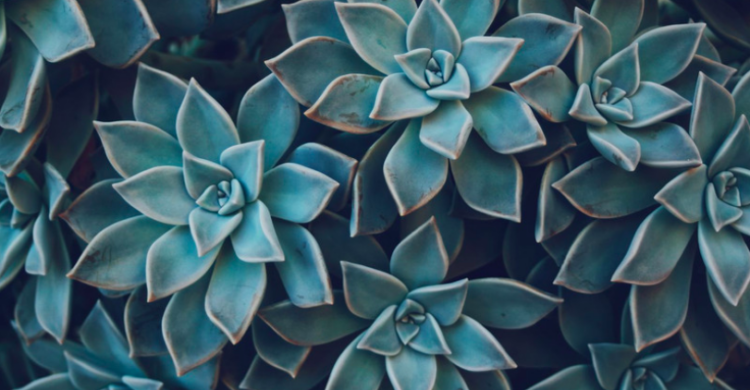 Unsplash