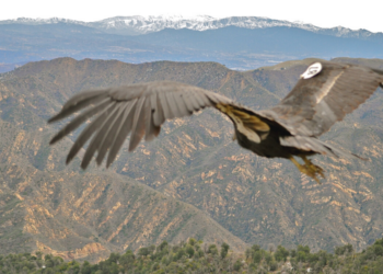 Flickr | Kim Valverde/USFWS