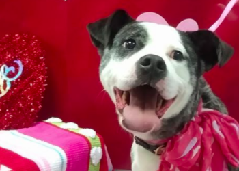 Facebook | The Animal Shelter of Sullivan County