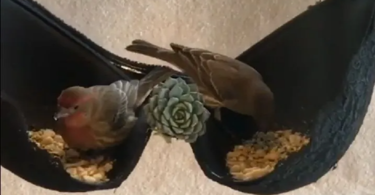 Facebook | Succulent Container Gardens