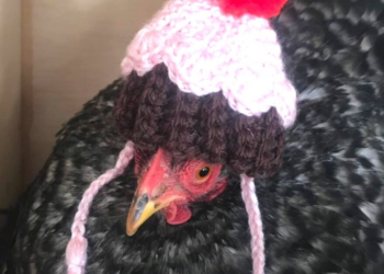 Etsy | HereChookChook