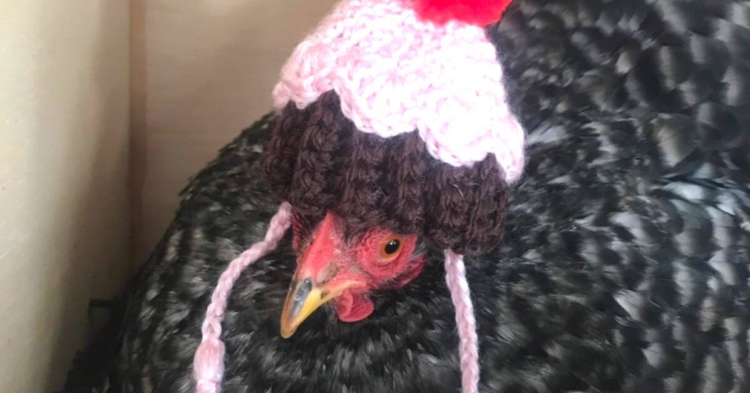Etsy | HereChookChook