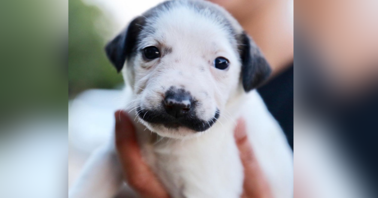 Instagram | @heartsandbonesrescue