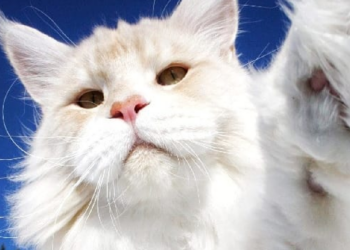 Instagram | @lotus_the_mainecoon