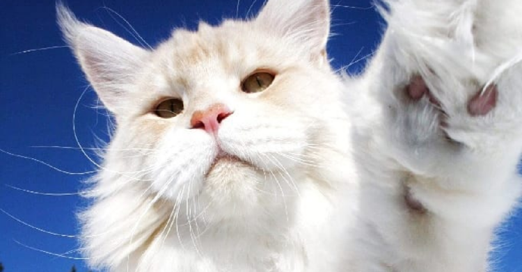 Instagram | @lotus_the_mainecoon