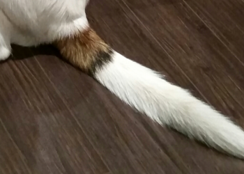 Wikimedia | https://commons.wikimedia.org/wiki/File:Dog_tail.jpg