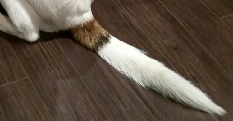 Wikimedia | https://commons.wikimedia.org/wiki/File:Dog_tail.jpg