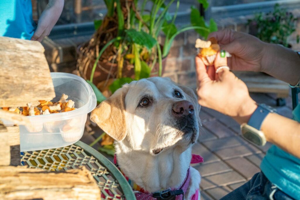 Woman giving a treat to a golden retriever