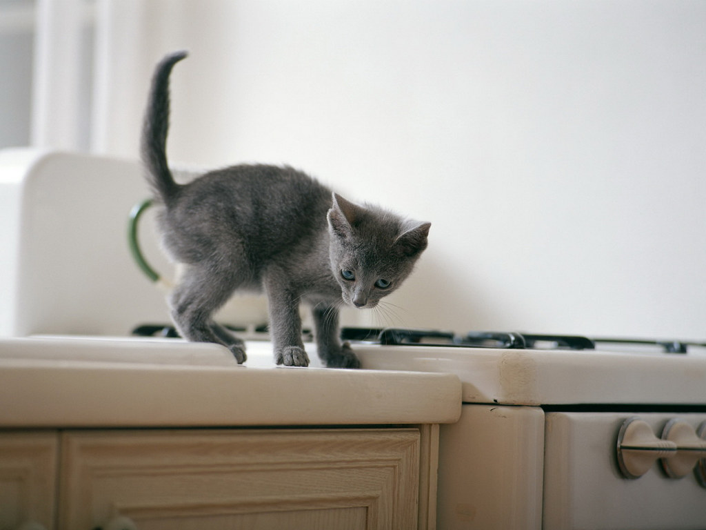 a grey kitten standing on top of a tan countertop