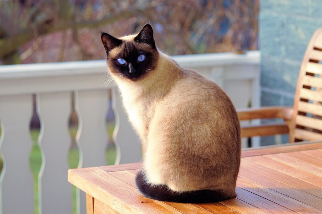 A siamese cat sitting on a porch table
