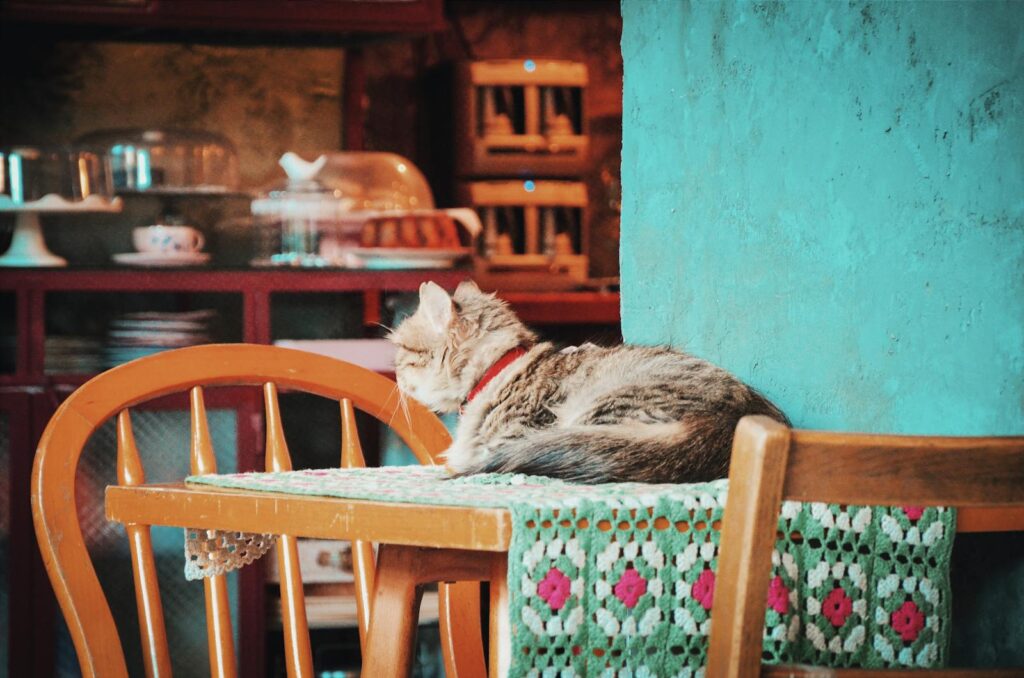 A gray cat on a table in front of a blue wall