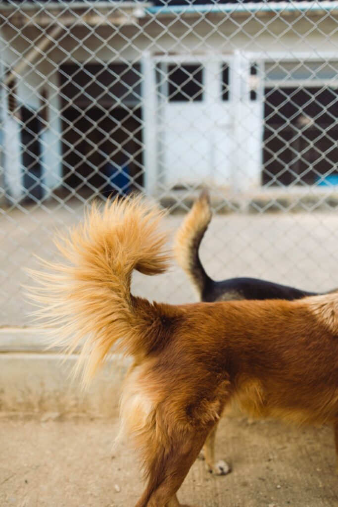 a brown and black dog standing next to a fence