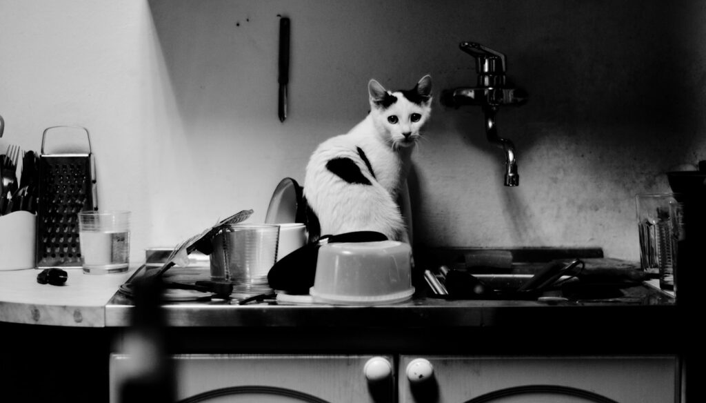 grayscale photography of a black and white cat sitting on a kitchen sink