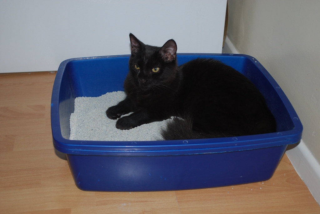 A black cat laying in a blue litter box.
