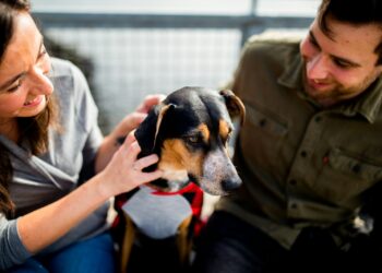 A black and white short coat dog sits between a white man and a white woman.