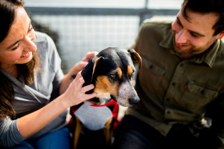 A black and white short coat dog sits between a white man and a white woman.