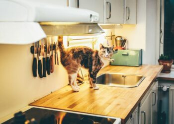 A multicolored cat standing on a kitchen countertop.