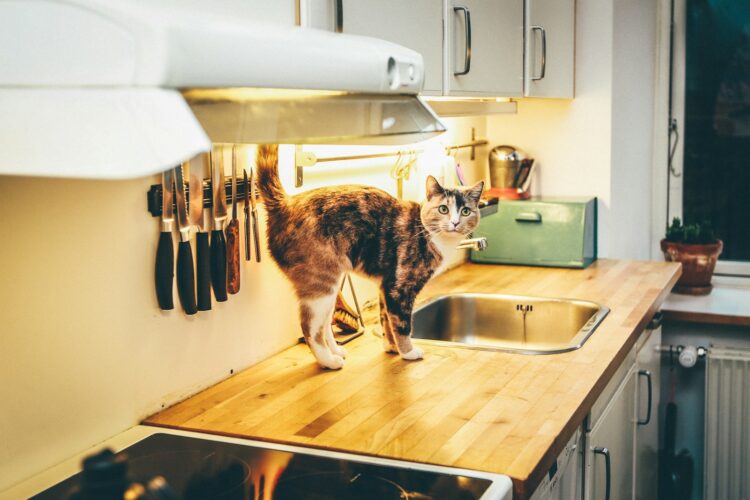 A multicolored cat standing on a kitchen countertop.