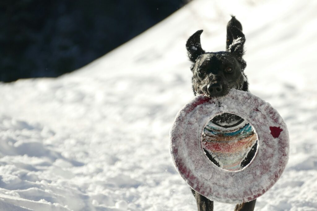 selective focus photography of black dog standing on snow with a tire toy in its mouth