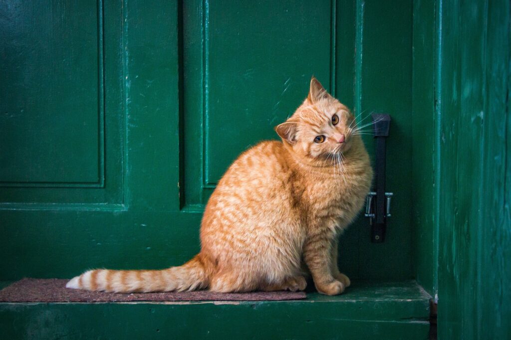 cat, front door, pet