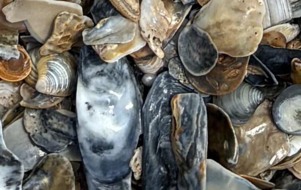 a close up image of some sea shells with a pearl in the middle