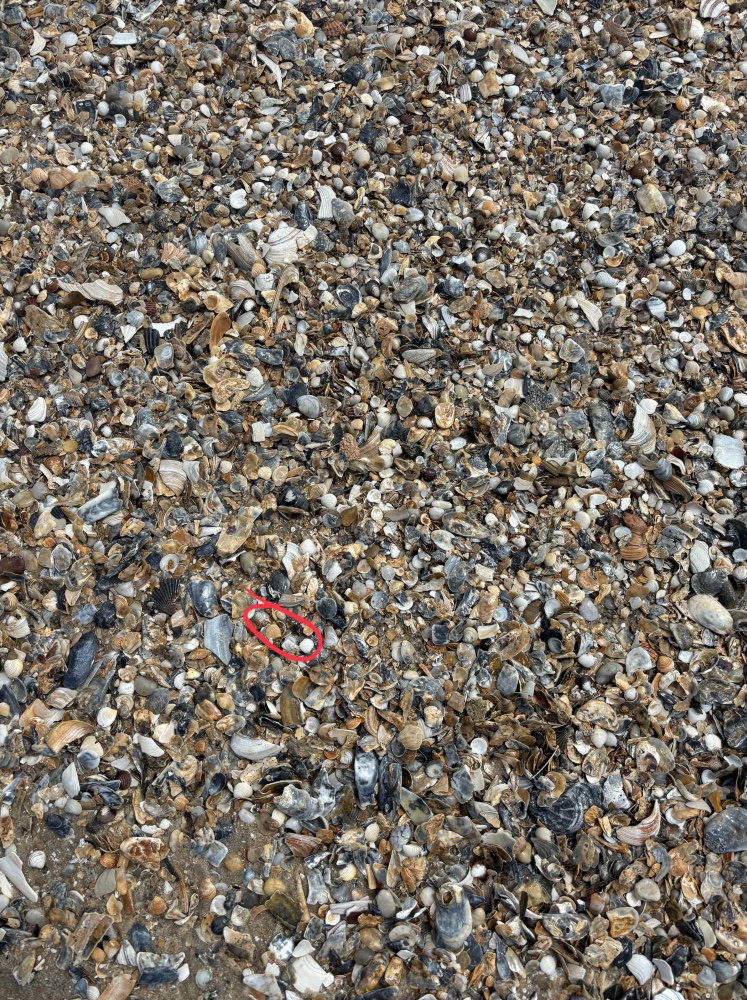 a beach full of sea shells with a red circle indicating a hidden silver ring