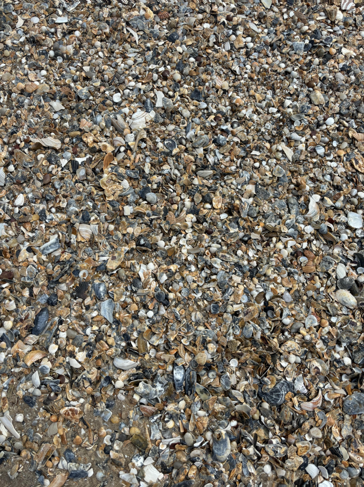 an image of seashells