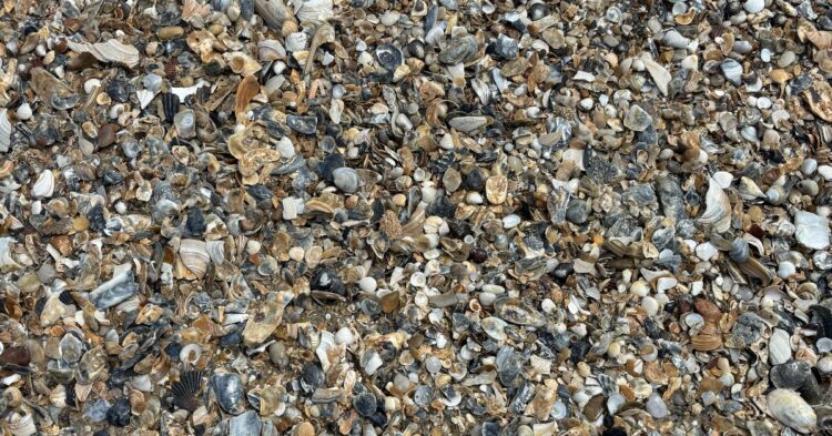 a beach full of seashells