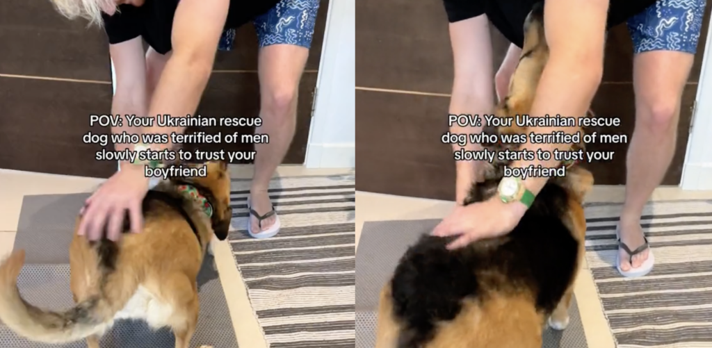 man touching dog in TikTok video screenshots