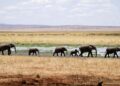 herd of gray elephants