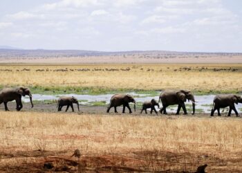 herd of gray elephants