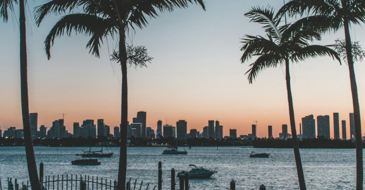silhouette of palm trees near body of water during sunset