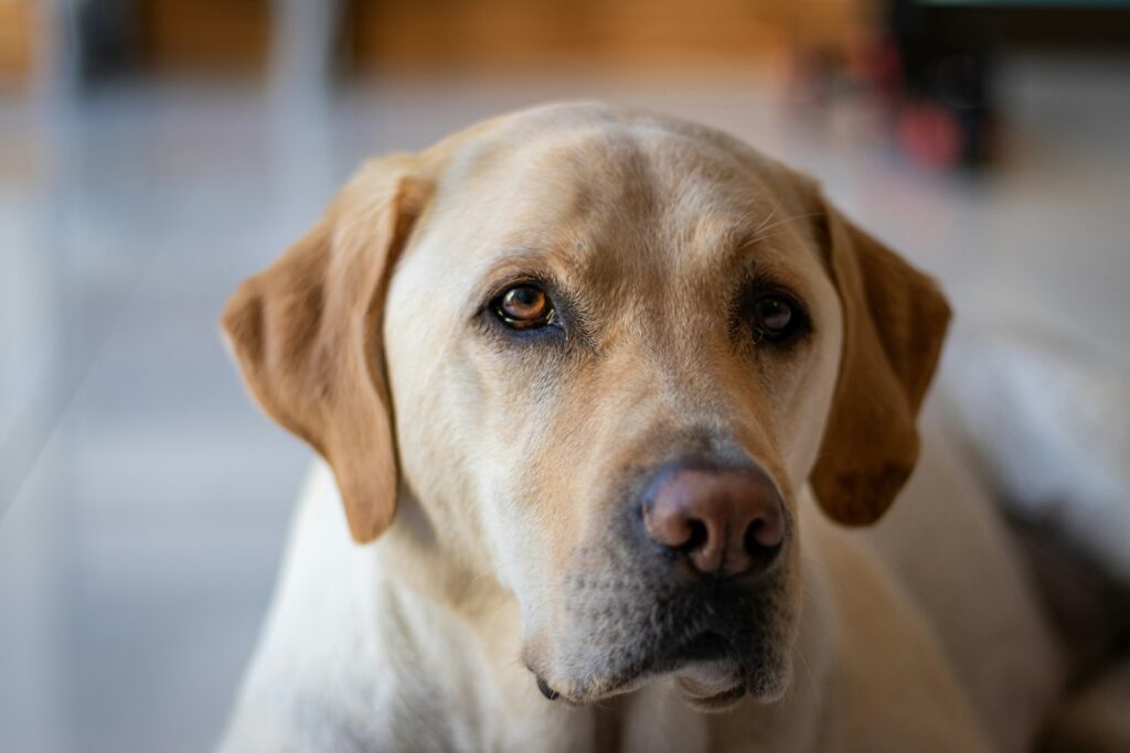 yellow labrador retriever in tilt shift lens