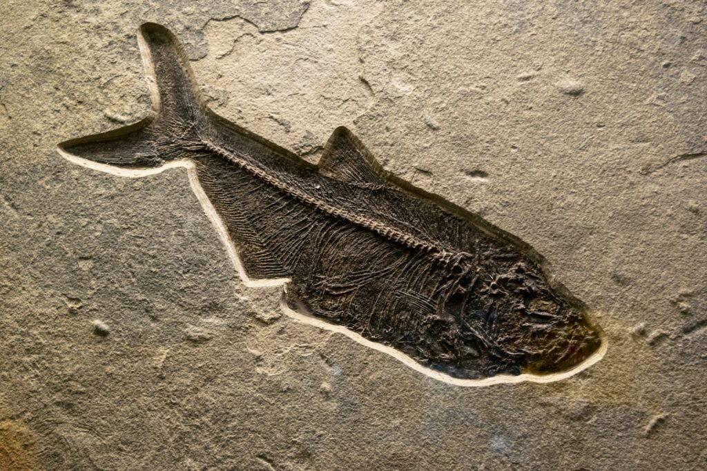 a fossil imprint of a fish