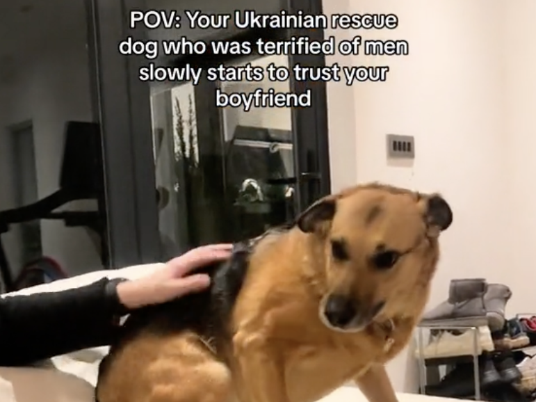 scared dog in a TikTok video