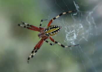 red and black spider