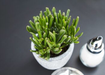 closeup photography of green plant