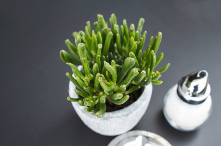 closeup photography of green plant