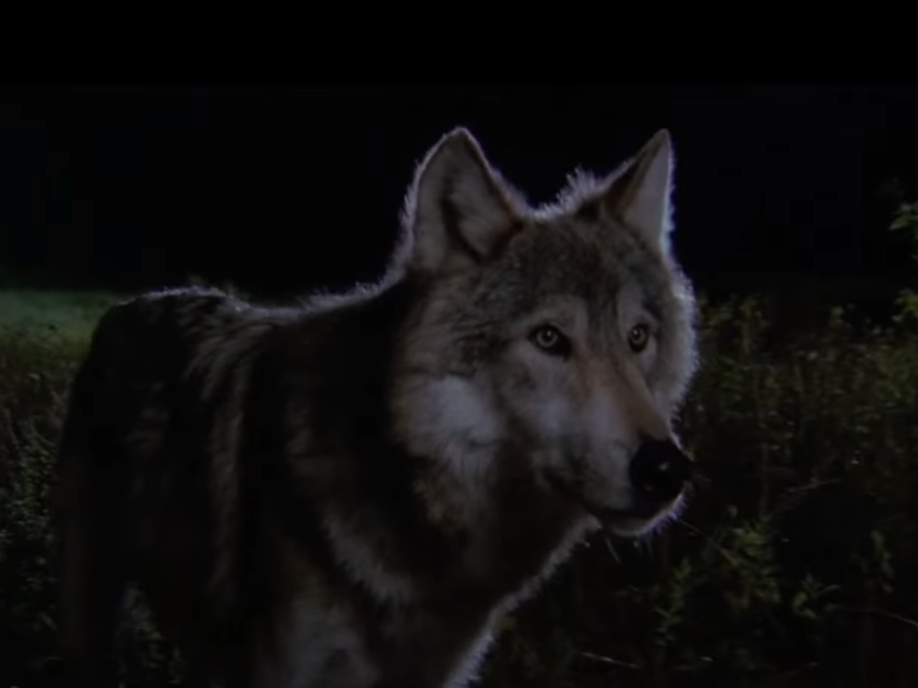 Dance With Wolves trailer via YouTube