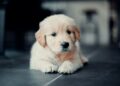 golden retriever puppy lying on floor