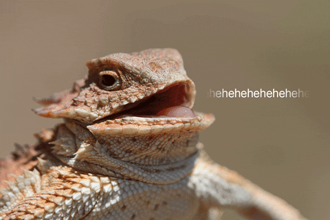 hehehehehe iguana gif